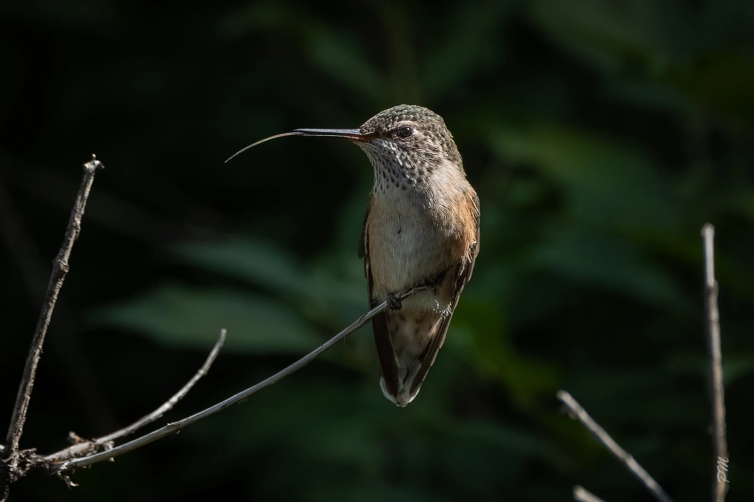 Flora x.0 and Others — Bird Street Photography - Photographs by